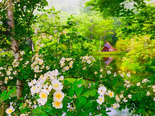 春の花