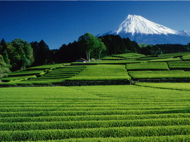 茶畑と富士山