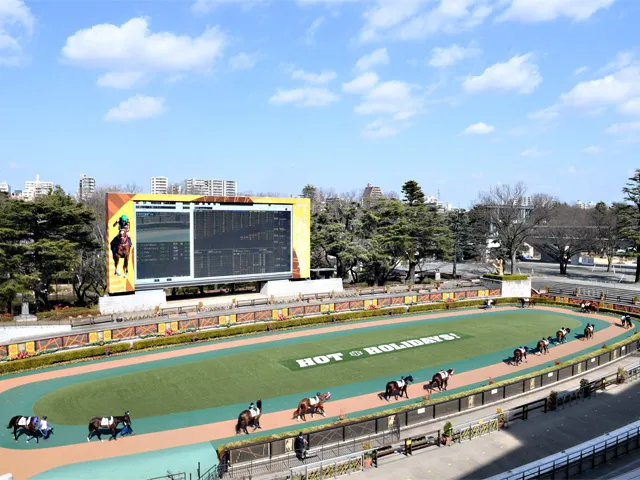 東京競馬場のパドック